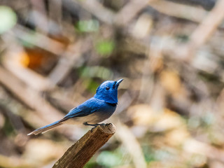 Obraz premium A perched male Black-naped Monarch with its a distinctive black patch on the back of the head and a narrow black half collar or necklace. Scientific name is Hypothymis azurea.