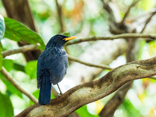 The Blue Whistling Thrush is a dark purple color bird with tiny silvery spots on head, back, and...