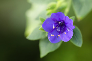 Obraz premium Frühling