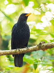 The Blue Whistling Thrush is a dark purple color bird with tiny silvery spots on head, back, and wings. True to its name, it does whistle: a long piercing note. Scientific name is Myophonus caeruleus.