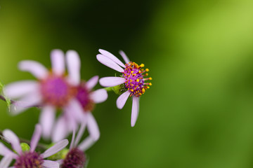 Frühling