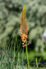Eremurus isabellinus pinocchio cleopatra flowering ornamental plant, beautiful pink orange foxtail lily flowers in bloom
