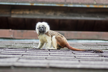 Saguinus oedipus cotton-top tamarin animal on rooftop, one of the smallest primates playing, very funny monkeys