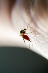 Dangerous Infected Mosquito Bite, Encephalitis, Yellow Fever, Dengue, Malaria, Mayaro Disease, Zika, EEEV or EEE Virus Culex Parasite