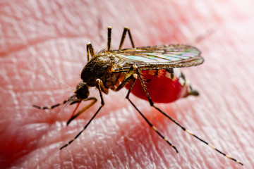 Dangerous Malaria Infected Culex Mosquito Bite, Leishmaniasis, Encephalitis, Yellow Fever, Dengue, Mayaro Disease, Zika, EEEV or EEE Virus Infectious Parasite Insect Macro