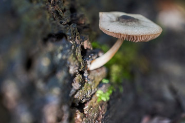 Beautiful mushroom on tree in autumn
