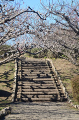 The cherry trees started blossoming all at once.