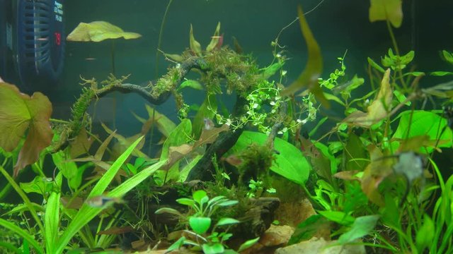 A closeup view of a variety of tropical fish swimming together in a aquarium filled with aquatic plants wood and rocks with a tank heater in the background
