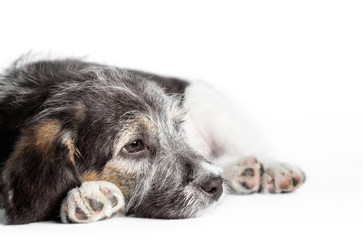 dreaming mongrel puppy on a white background