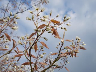 flowers of cherry tree in spring