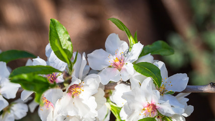 Beautiful almond tree with flowers in full bloom in sunshine. Detail flower  large background with copy space
