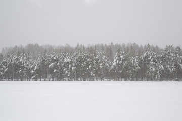 Defocused photography. A tree line on a cold and snowy day. Snow covered field and pine forest in winter 