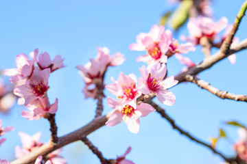 Fototapeta na wymiar Pink almond tree branch against blue sky. Vibrant flower background for spring concept