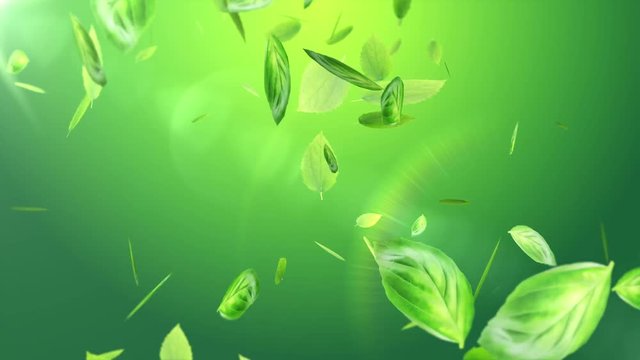 Fresh green leaves on summer background
