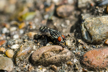 Diptera Meat Fly Insect On Rocky Ground