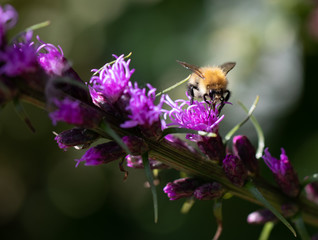 Bee feeding