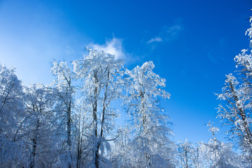 snowy trees in winter