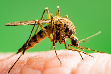 Malaria Infected Mosquito Bite on Green Background. Leishmaniasis, Encephalitis, Yellow Fever, Dengue, Malaria Disease, Mayaro or Zika Virus Infectious Culex Mosquito Parasite Insect Macro.