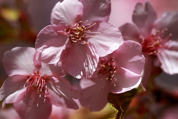The cherry trees started blossoming all at once