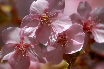 Cherry blossoms are coming out here and there.