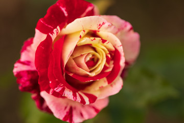 Strawberry and Cream Rose 