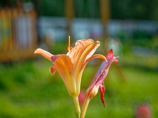 daylily flowers in the garden in summer, Russia