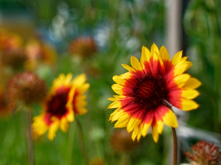 flowers of rudbeckia in the garden in summer, Russia