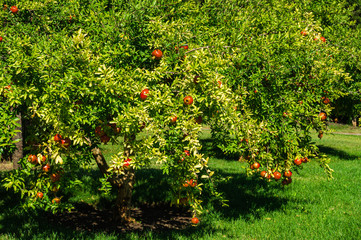 Many ripe red pomegranates (Punica granatum) on a tree in fruit garden in Paradise landscape park in Partenit in Crimea. Sunny autumn day. Selective focus.