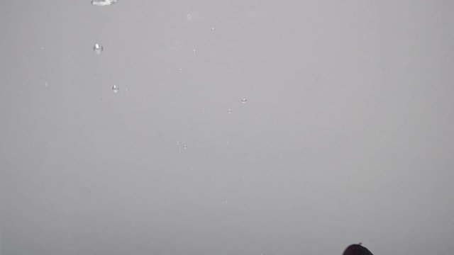 Mussels fall into the water. Slow motion.
