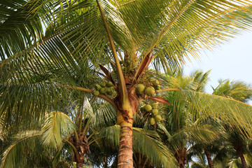 Coconut fruits on trees, Wuzhizhou Island, Sanya City, Hainan Province, China