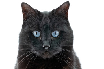 A beautiful black cat poses on a white background