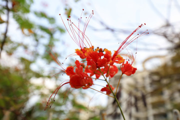 Blooming red flowers in natural ecology