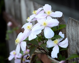 Clematis montana - Waldrebe - Kletterpflanze in rosa