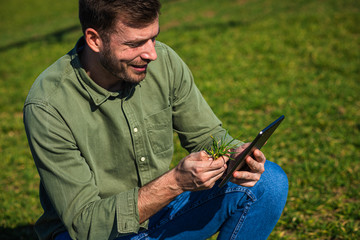 Farmer standing in wheat field with tablet and examining crop in his hands.