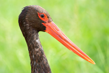 South African birds - A black stork - Ciconia nigra - with green foliage in the background photographed in Kruger National Park in South Africa