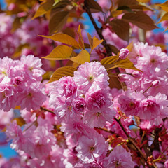 Japanische Nelkenkirsche, Prunus serrulata, Blüten im Frühling