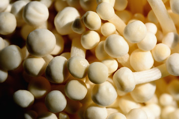 Closeup golden needle mushroom or enoki mushroom