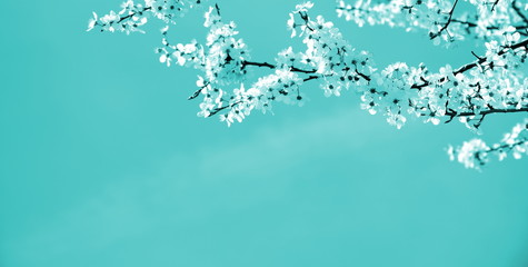 Japanische Kirschblüten in weiß vor türkisen Hintergrund