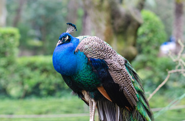 Peacock in the Campo Grande park in Valladolid, Spain.
