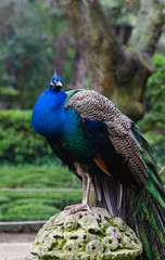Peacock in the Campo Grande park in Valladolid, Spain.