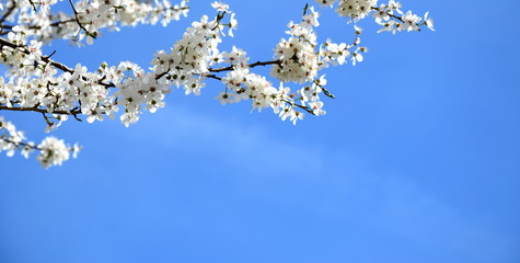 Weiße Kirschblüten vor blauen HImmel
