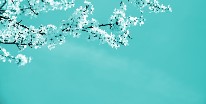 Japanische Kirschblüten in weiß vor türkisen Hintergrund