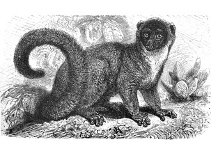 Mongoose lemur (Lemur Mongoz) / Antique illustration from Brockhaus Konversations-Lexikon 1908 © Basicmoments