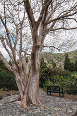 Fototapeta premium Arbol y banco
