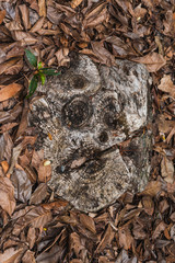Cara tronco arbol