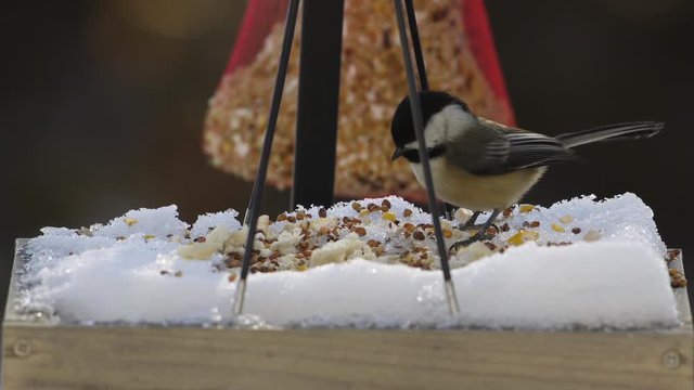 A Black-capped chickadee eating at a snowy bird feeder tray during Winter in Maine. Slow motion.