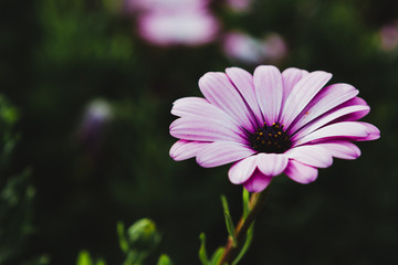 Obraz premium Flor