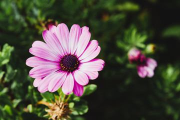 Fototapeta premium Flor 02