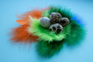 raw quail eggs and feathers in hay close-up. background with quail eggs