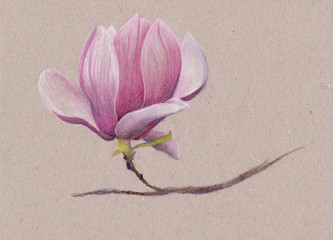 Magnolie Pastell Zeichnung Skizze rosa Frühlingsblume